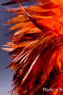 Hahnenfederkragen - Länge der Federn 10-15 cm - kaffee